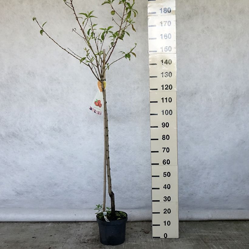 Esimerkki kesällä toimitetusta Nectarinier à fruits plats Flateryna - Prunus persica nucipersica Pot de 7,5L/10L, Demi-Tige-taimesta