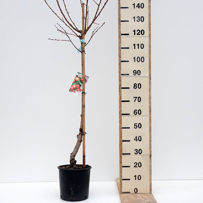 Esimerkki talvella toimitetusta Nectarinier Morton Pot de 7,5L/10L, Gobelet-taimesta