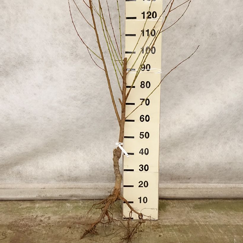 Esimerkki syksyllä toimitetusta Nectarinier Nectared - Prunus persica nucipersica Grandes Racines nues, Gobelet-taimesta