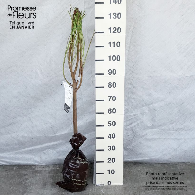 Esimerkki talvella toimitetusta Nektariini Mesembrine - Delbard "Istutusvalmis"-paakku, Maljamainen-taimesta