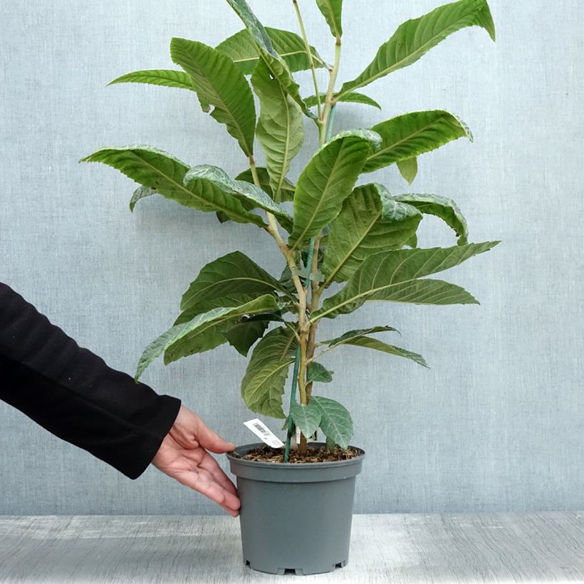 Esimerkki syksyllä toimitetusta Japaninmispeli - Eriobotrya x japonica 3 litran/4 litran ruukku-taimesta