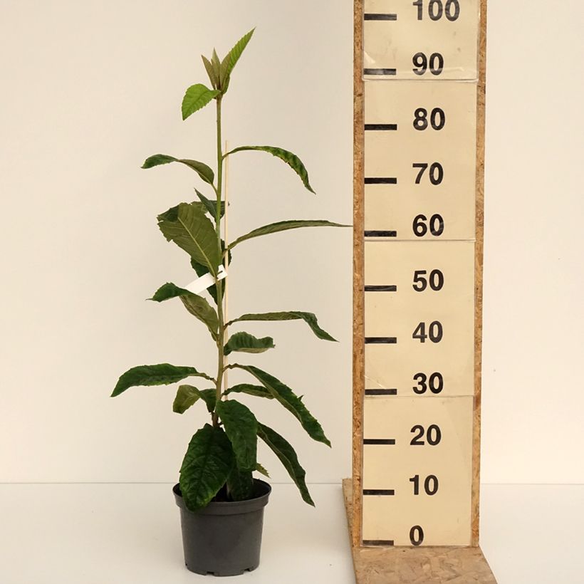 Esimerkki keväällä toimitetusta Japaninmispeli - Eriobotrya x japonica Ruukku 3L / 4L-taimesta