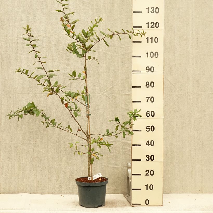 Esimerkki kesällä toimitetusta Néflier Westerveld - Mespilus Germanica Pot de 4L/5L-taimesta
