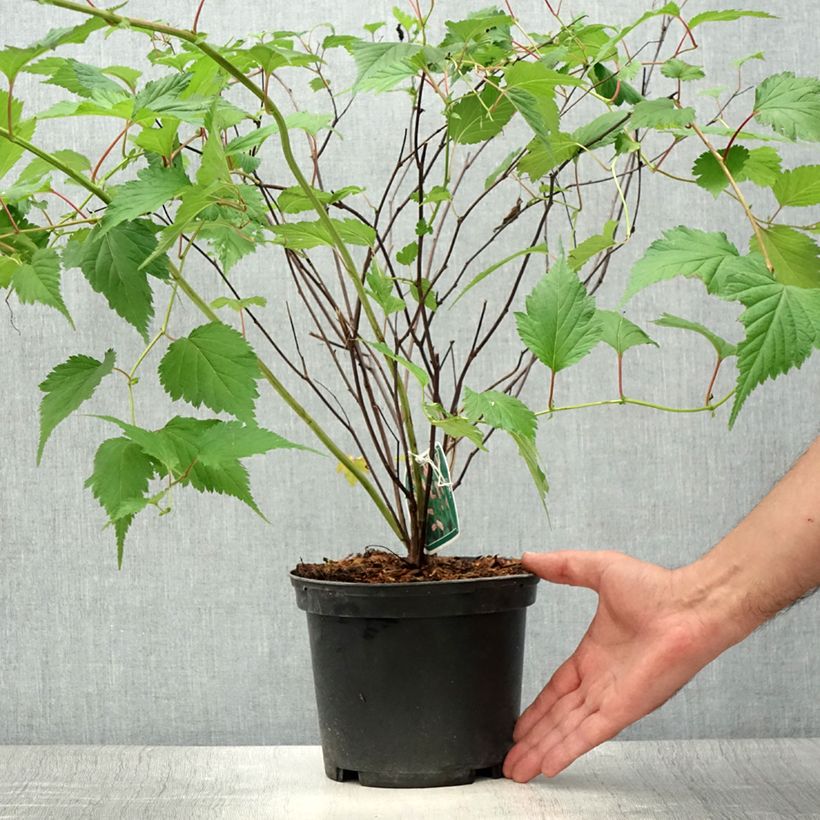 Esimerkki kesällä toimitetusta Neillia affinis Ruukku 2L / 3L-taimesta