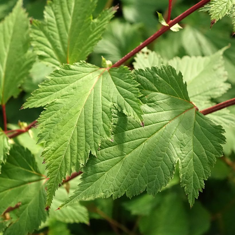 Neillia affinis (Lehvistö)