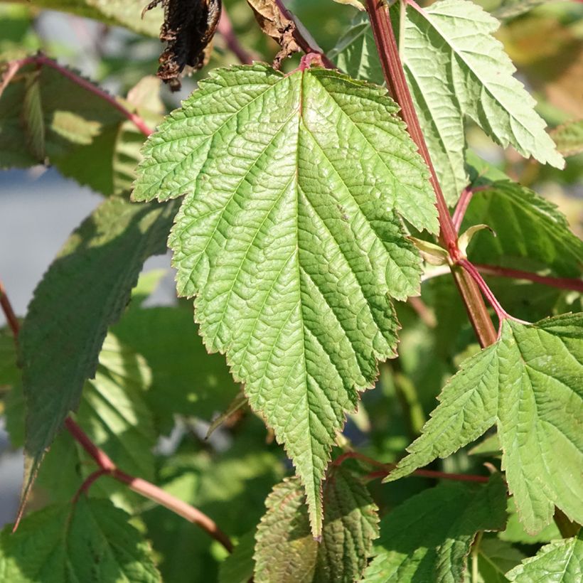 Neillia thibetica (Lehvistö)