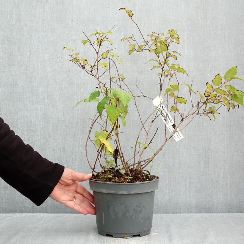 Esimerkki syksyllä toimitetusta Neillia thibetica 3 litran/4 litran ruukku-taimesta