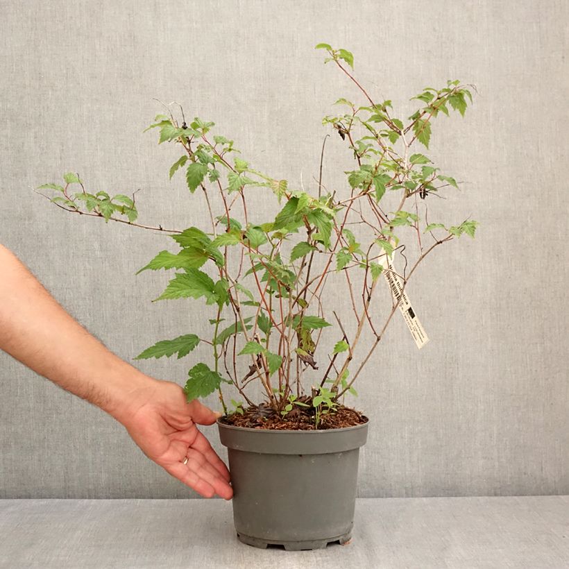 Esimerkki kesällä toimitetusta Neillia thibetica 3 litran/4 litran ruukku-taimesta