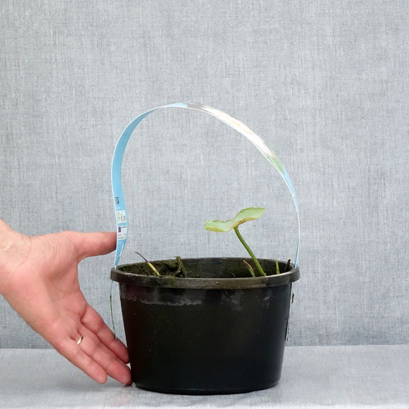 Esimerkki keväällä toimitetusta Nelumbo nucifera rose - Lotus des Indes rose - pot de 3L/4L-taimesta