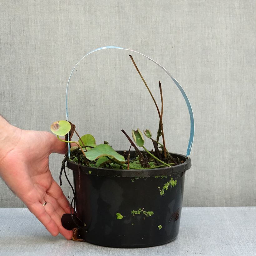 Esimerkki syksyllä toimitetusta Intianlootus punainen - Nelumbo nucifera 3 litran/4 litran ruukku-taimesta