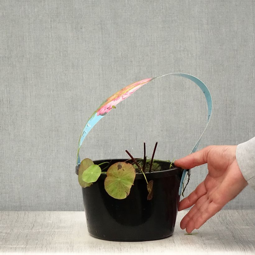 Esimerkki kesällä toimitetusta Nelumbo nucifera rouge - Lotus des Indes Pot de 3L/4L-taimesta