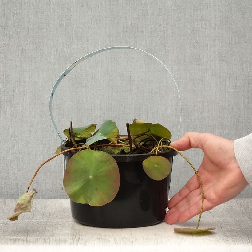 Esimerkki kesällä toimitetusta Nelumbo nucifera White - Lotus des Indes blanc Pot de 3L/4L-taimesta