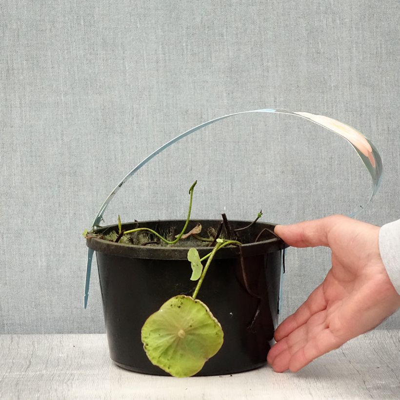 Esimerkki kesällä toimitetusta Nelumbo Pygmaea Cream - Lotus nain blanc crème Pot de 3L/4L-taimesta