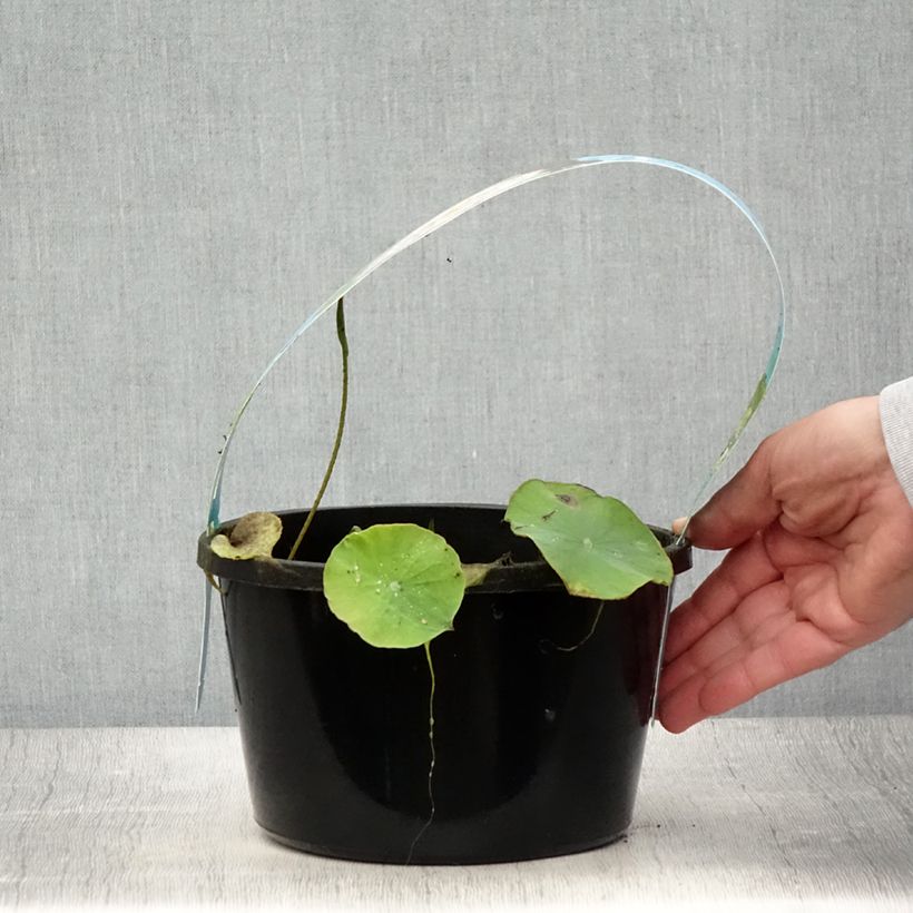 Esimerkki kesällä toimitetusta Nelumbo Pygmaea Pink - Lotus nain double rose clair Pot de 3L/4L-taimesta