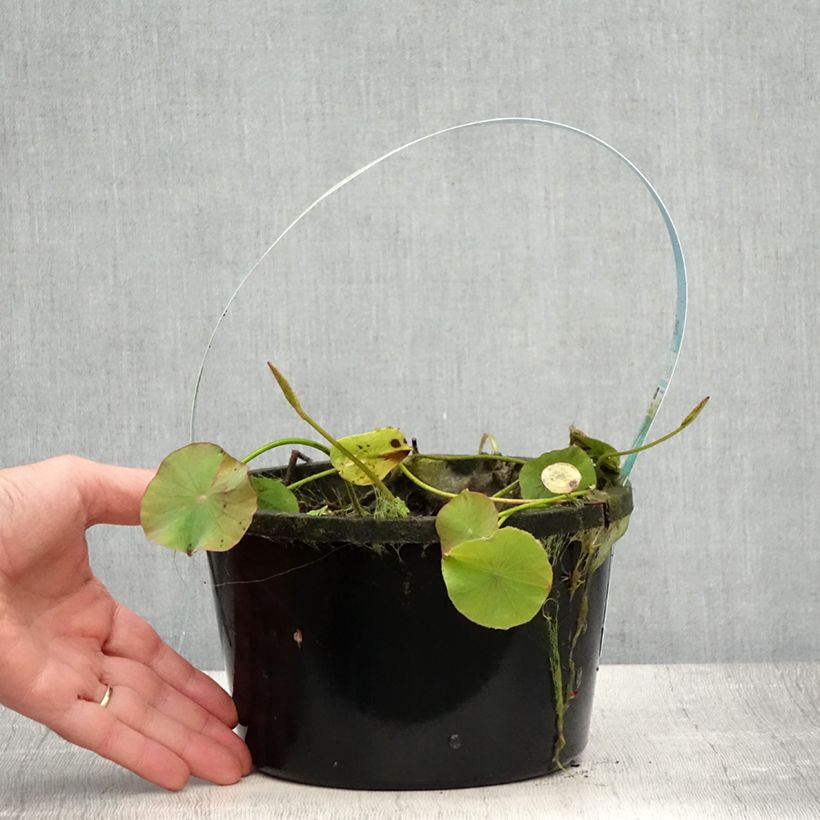Esimerkki kesällä toimitetusta Nelumbo Pygmaea White - Lotus nain blanc Pot de 3L/4L-taimesta