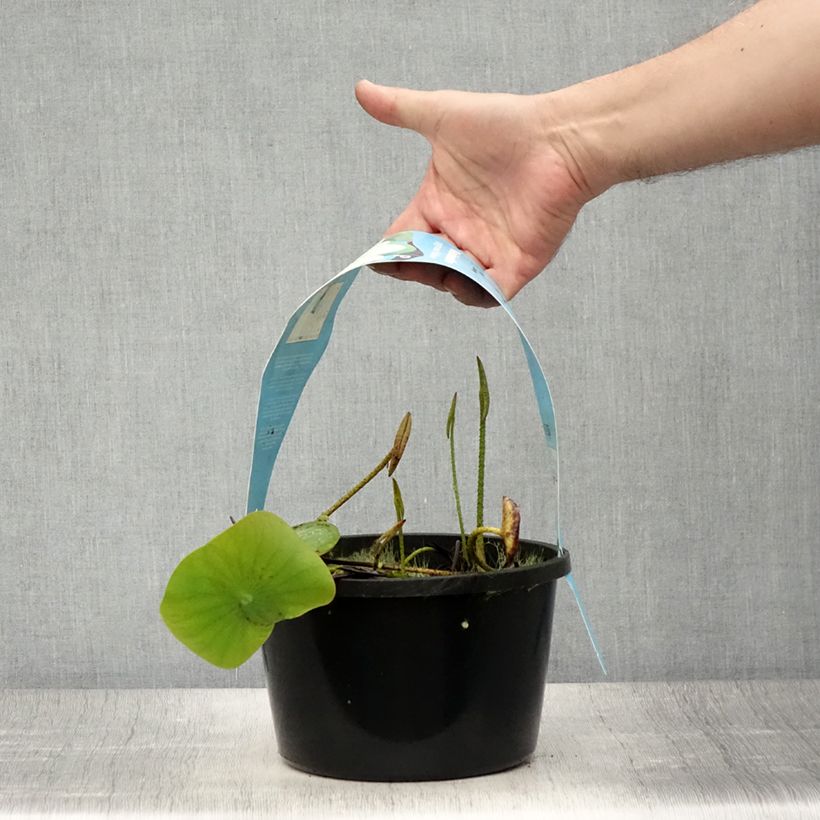 Esimerkki kesällä toimitetusta Nelumbo Pygmaea Yellow - Lotus nain jaune Pot de 3L/4L-taimesta