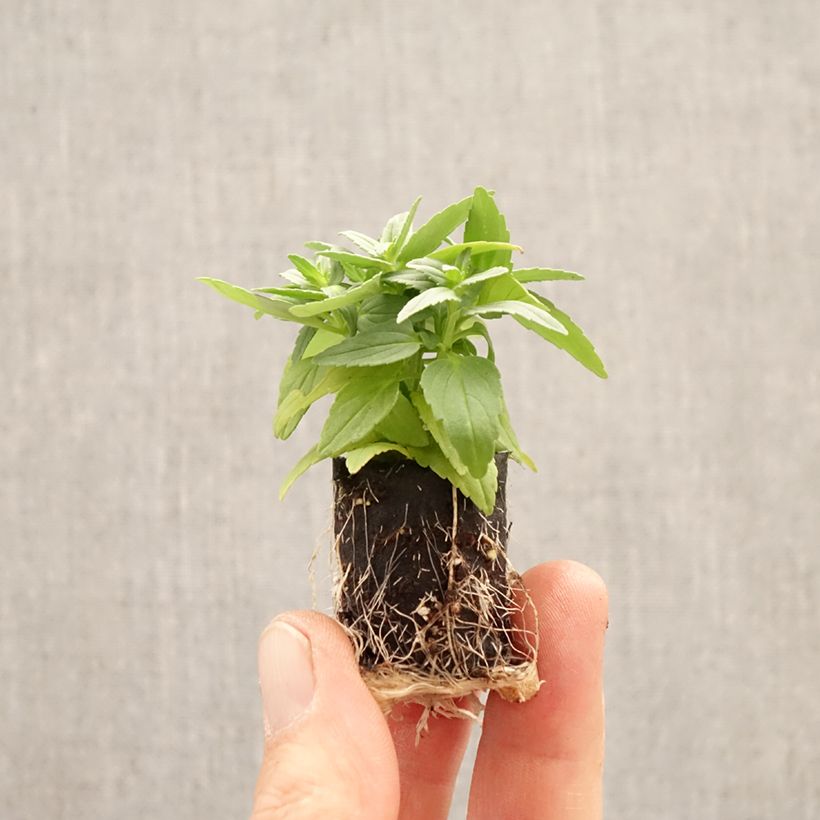 Esimerkki keväällä toimitetusta Kohtalonkukka Aroma Banana Split Mini-motte Ø 1,5/2,5 cm-taimesta