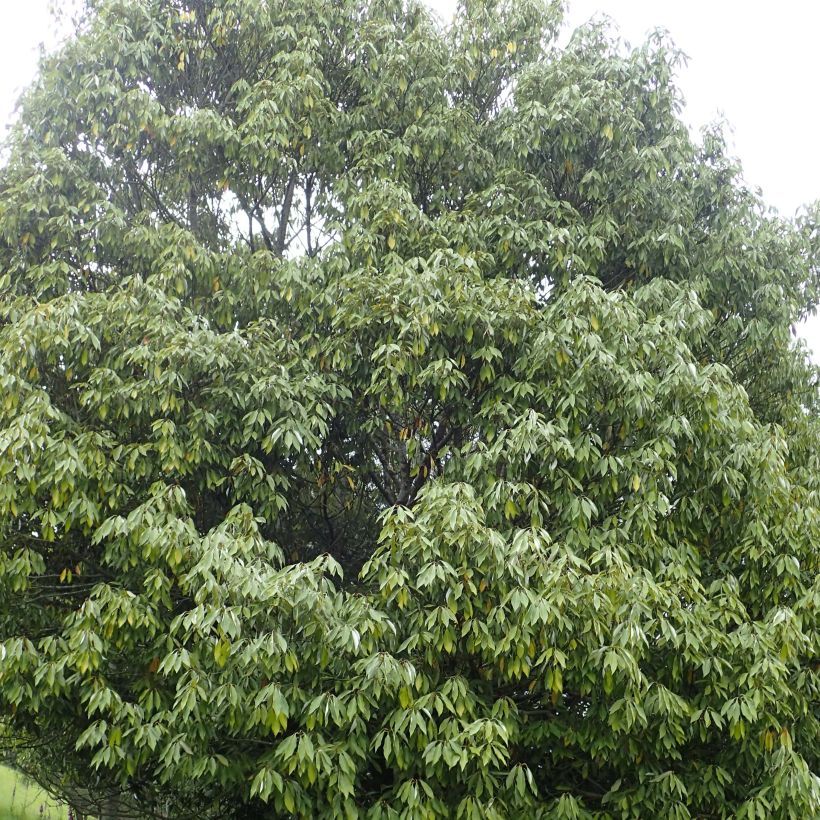Neolitsea sericea (Kasvutapa)