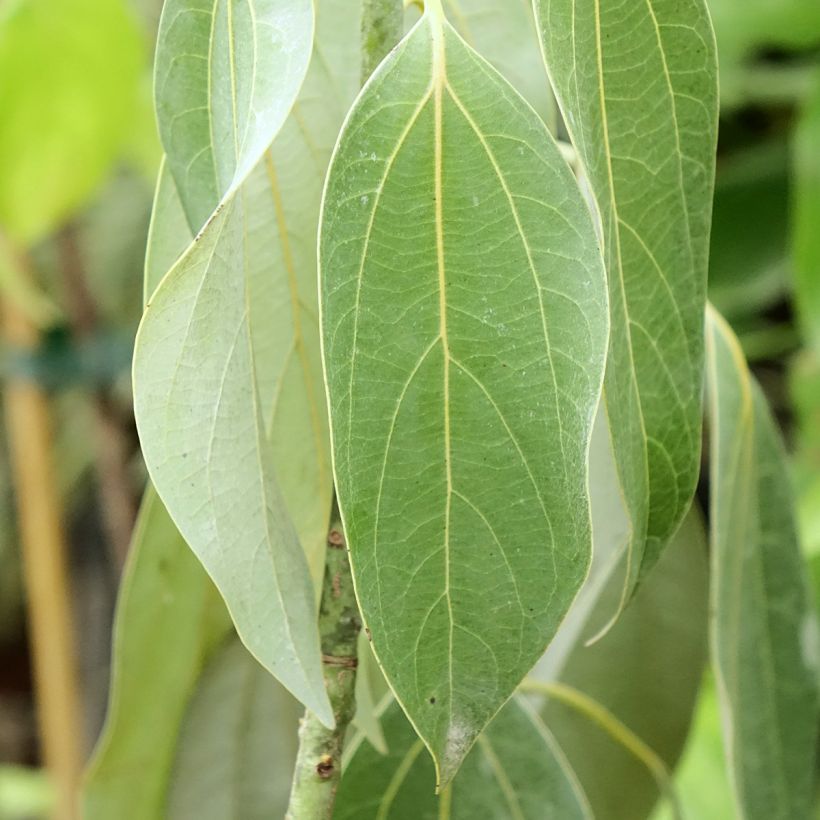 Neolitsea sericea (Lehvistö)