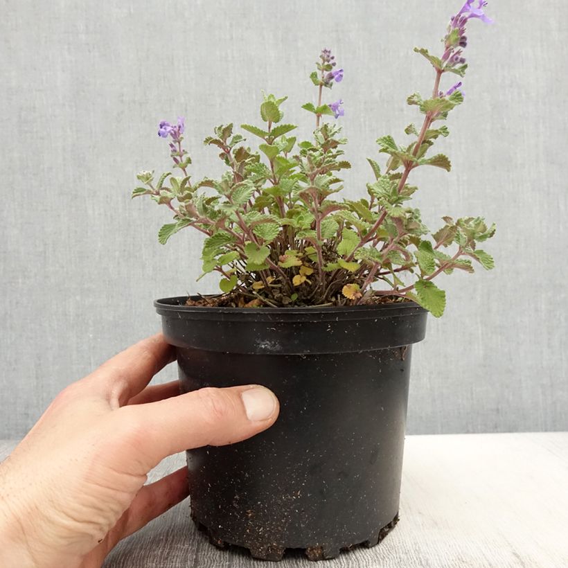 Esimerkki keväällä toimitetusta Mirrinminttu - Nepeta x faassenii Ruukku 2L / 3L-taimesta
