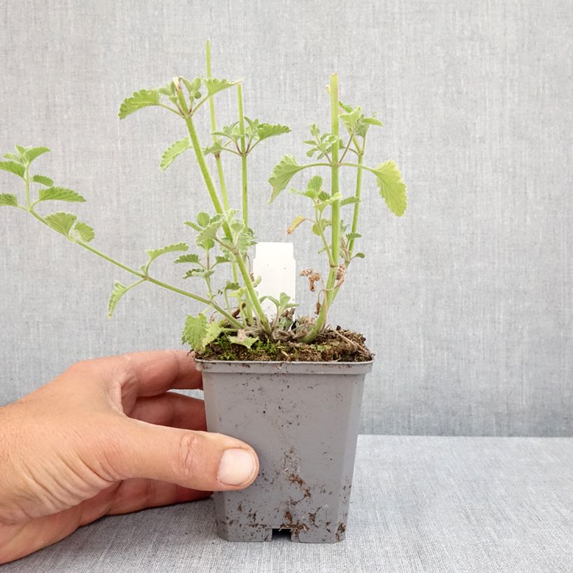 Esimerkki keväällä toimitetusta Mirrinminttu Six Hill s Giant Taimiruukku 8/9 cm-taimesta