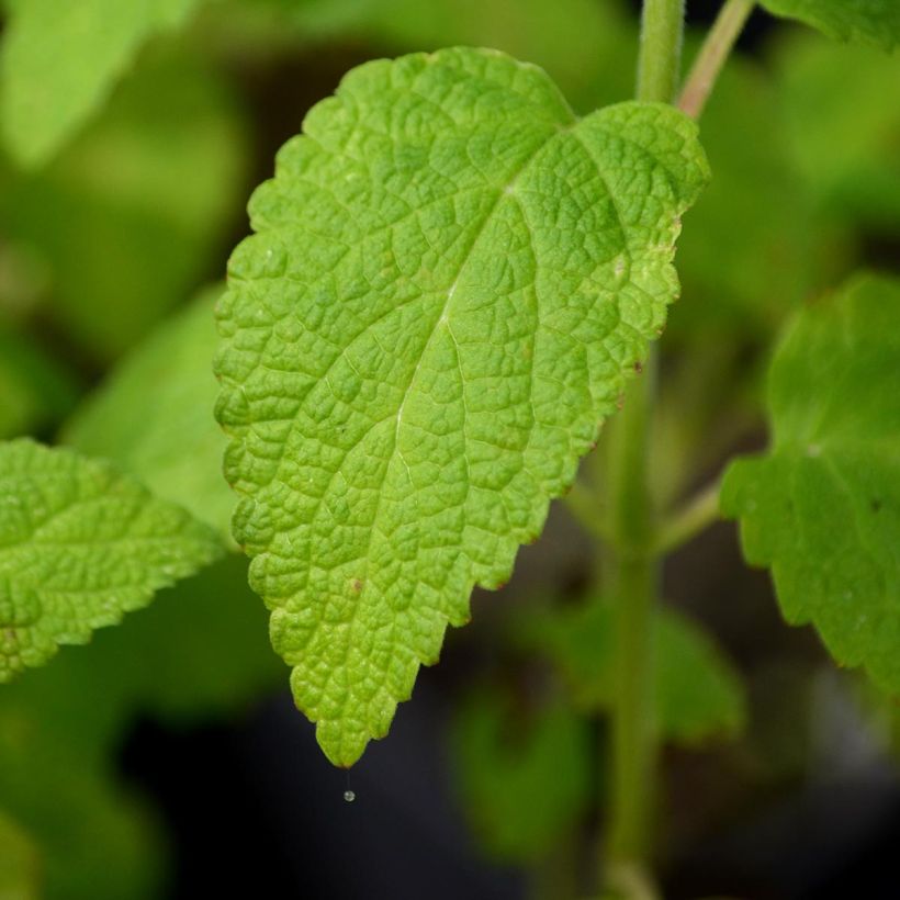 Keltakissanminttu - Nepeta govaniana (Lehvistö)