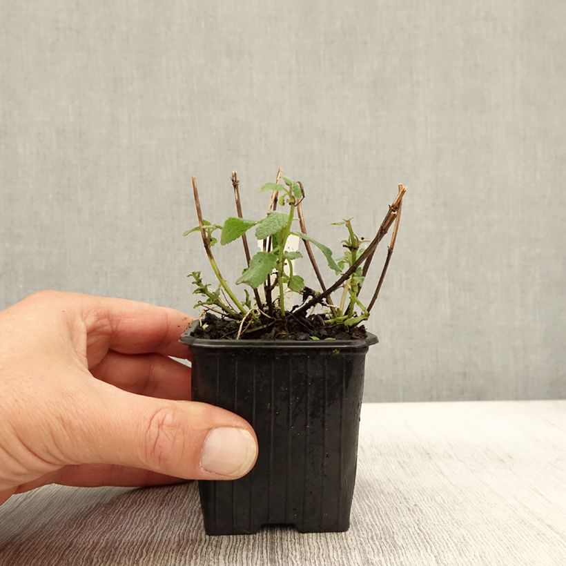 Esimerkki syksyllä toimitetusta Isokissanminttu Bramdean 8/9 cm taimiruukku-taimesta