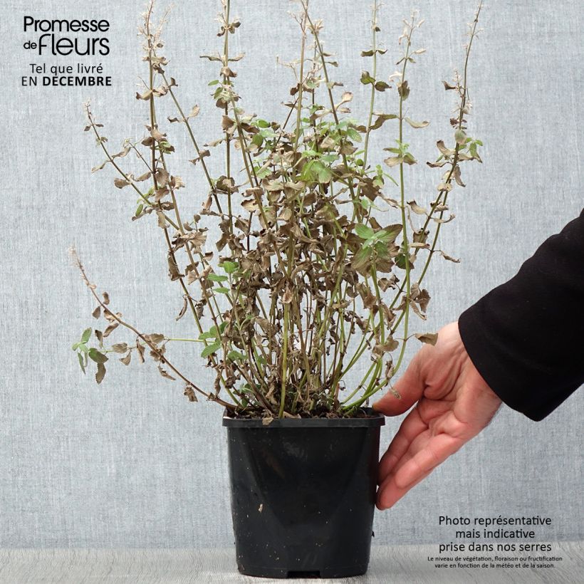 Esimerkki syksyllä toimitetusta Nepeta grandiflora Summer Magic Pot de 2L/3L-taimesta