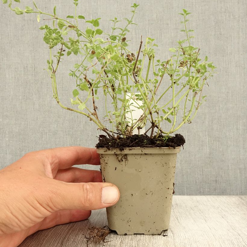 Esimerkki kesällä toimitetusta Mirrinminttu Kit Cat Godet de 8/9 cm-taimesta