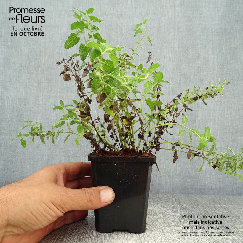 Esimerkki syksyllä toimitetusta Kissanminttu - Nepeta mussini 8/9 cm taimiruukku-taimesta