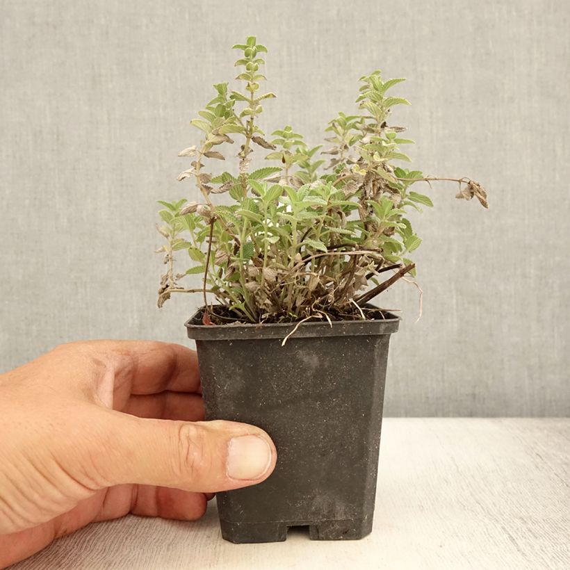 Esimerkki kesällä toimitetusta Kissanminttu - Nepeta mussini Taimiruukku 8/9 cm-taimesta