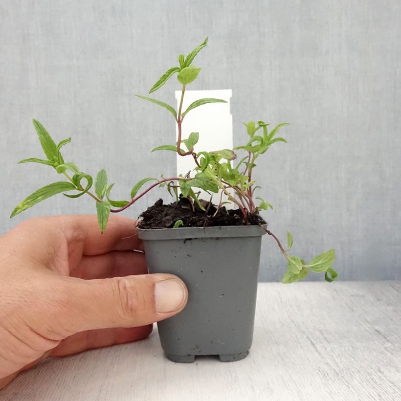 Esimerkki kesällä toimitetusta Tähkäkissanminttu - Nepeta nervosa Godet de 8/9 cm-taimesta