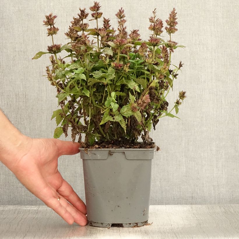Esimerkki kesällä toimitetusta Tähkäkissanminttu - Nepeta nervosa Pot de 2L/3L-taimesta