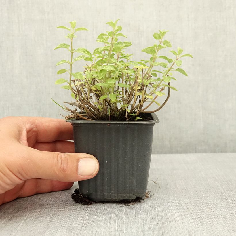 Esimerkki kesällä toimitetusta Mirrinminttu Nova Blue 8/9 cm taimiruukku-taimesta