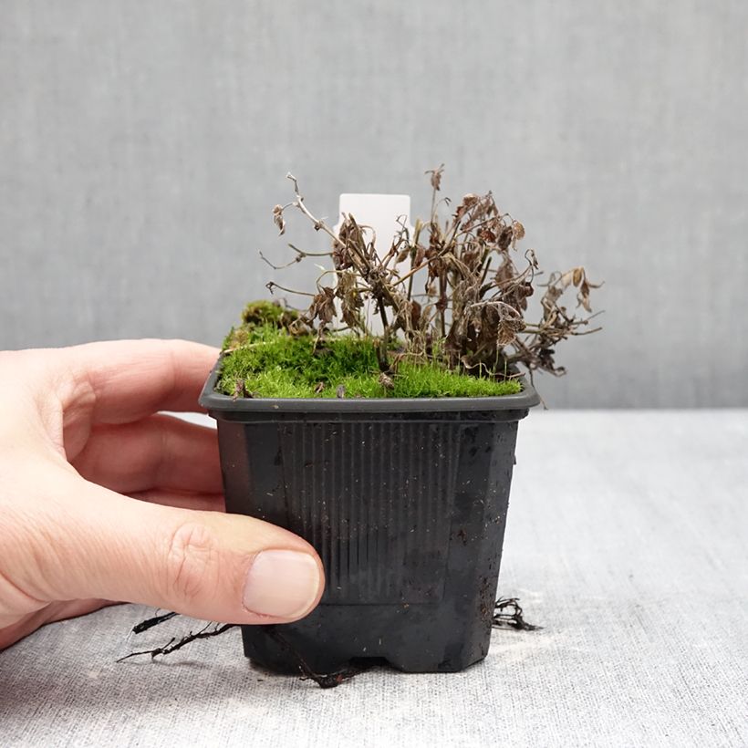 Esimerkki talvella toimitetusta Mirrinminttu Nova Blue 8/9 cm taimiruukku-taimesta