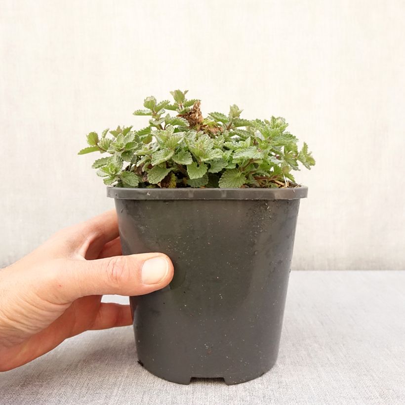 Esimerkki keväällä toimitetusta Nepeta Purrsian Blue - Chataire Pot de 2L/3L-taimesta