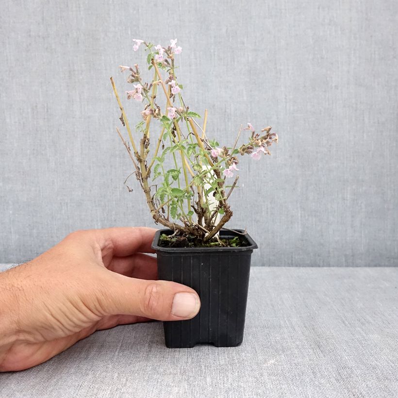 Esimerkki kesällä toimitetusta Katinminttu Amelia 8/9 cm taimiruukku-taimesta