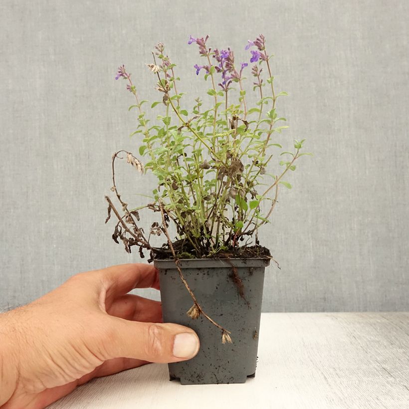 Esimerkki kesällä toimitetusta Katinminttu Grog Taimiruukku 8/9 cm-taimesta