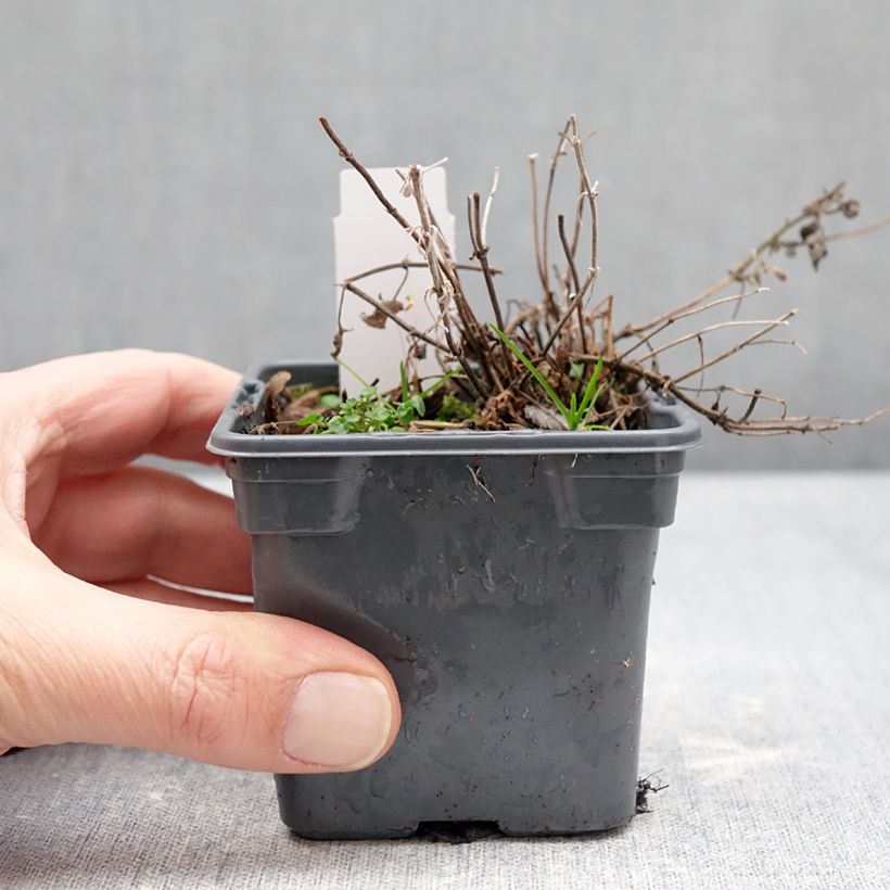 Esimerkki talvella toimitetusta Mirrinminttu Alba 8/9 cm taimiruukku-taimesta
