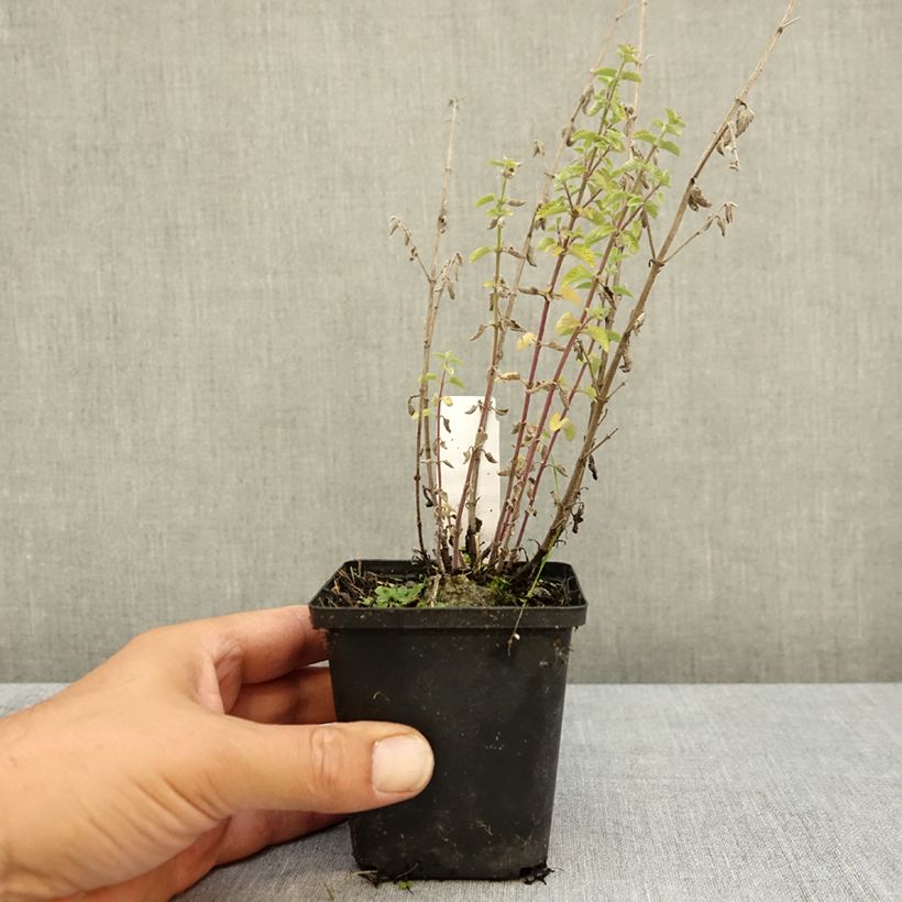 Esimerkki kesällä toimitetusta Mirrinminttu Dropmore 8/9 cm taimiruukku-taimesta