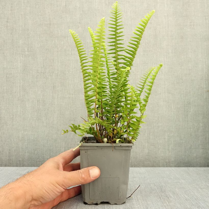 Esimerkki kesällä toimitetusta Pystysulkasaniainen Artic Jungle 8/9 cm taimiruukku-taimesta