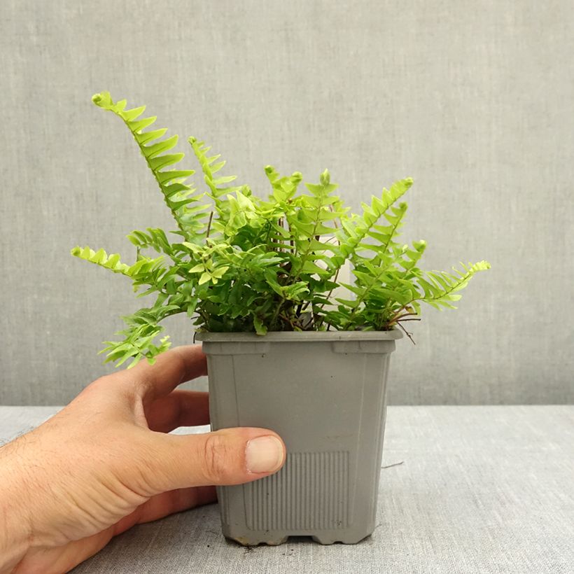 Esimerkki keväällä toimitetusta Pystysulkasaniainen Artic Jungle Taimiruukku 8/9 cm-taimesta