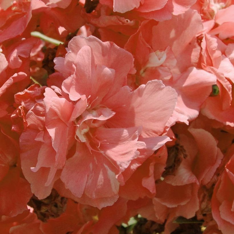 Oleanteri Rose saumon Double (Kukinta)