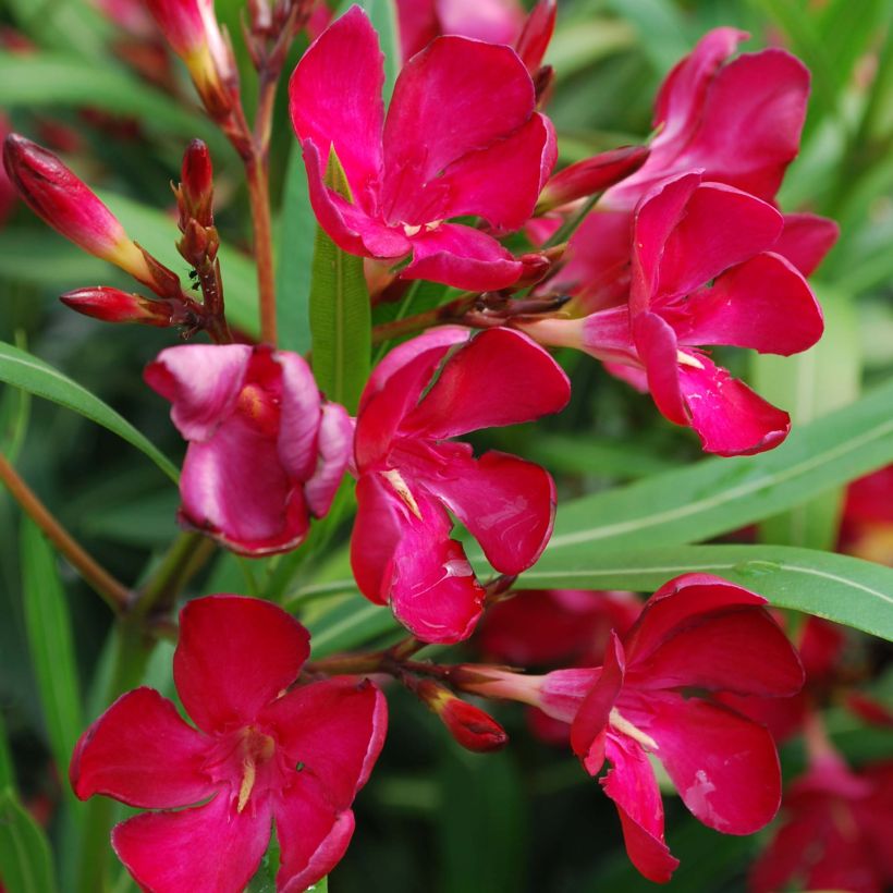 Oleanteri Rouge Simple (Kukinta)