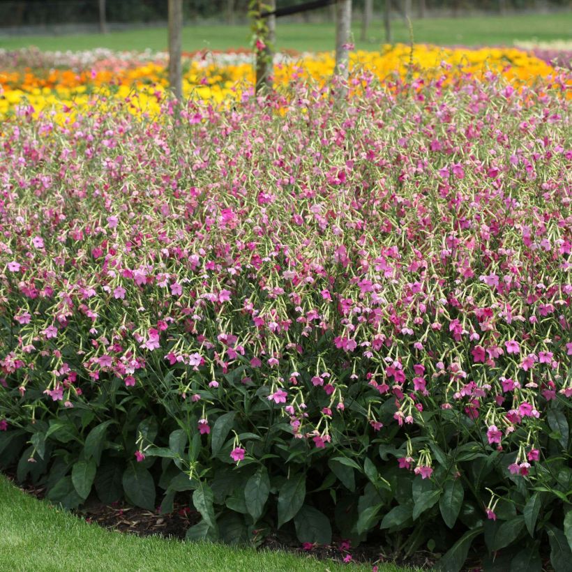 Valkotupakka Vedado Rose Pink (Kasvutapa)