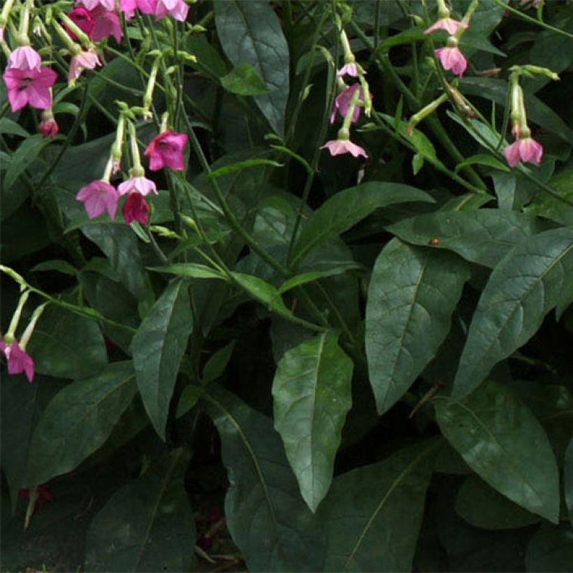 Valkotupakka Vedado Rose Pink (Lehvistö)