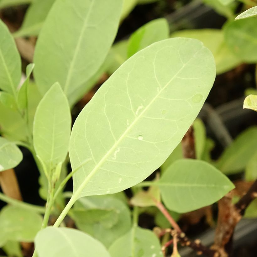 Pensastupakka - Nicotiana glauca (Lehvistö)