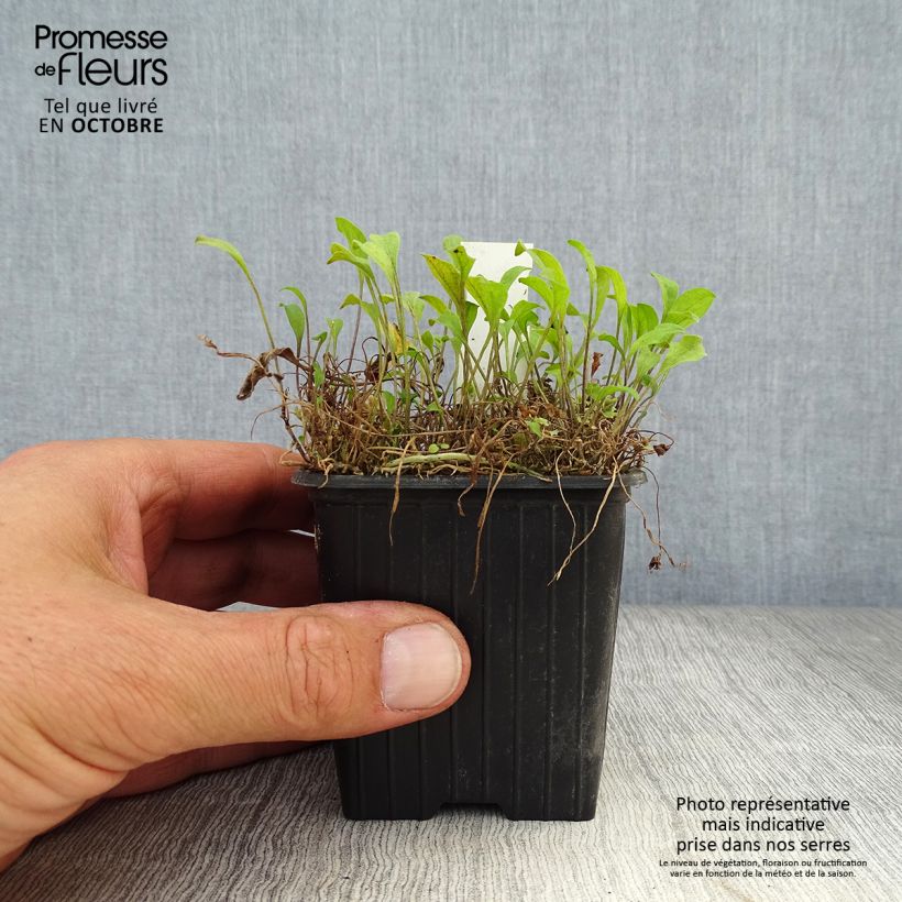 Esimerkki syksyllä toimitetusta Nierembergia repens 8/9 cm taimiruukku-taimesta