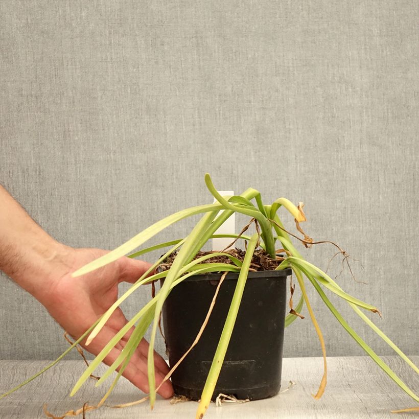 Esimerkki kesällä toimitetusta Nivéole d'été - Leucojum aestivum Bridesmaid  Pot de 2L/3L-taimesta