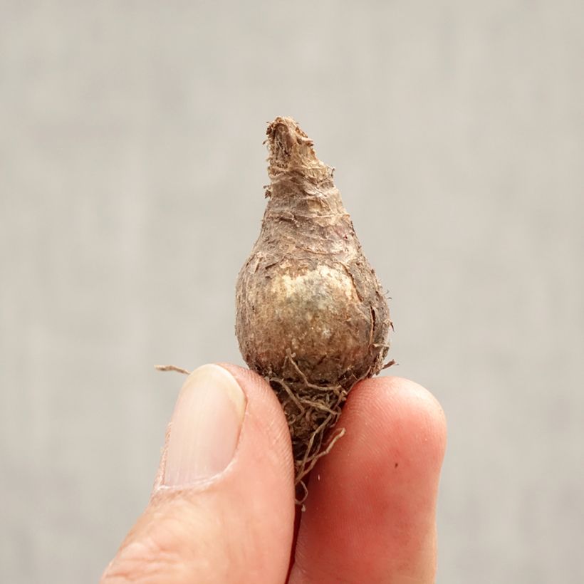 Esimerkki keväällä toimitetusta Kevätkello - Leucojum vernum Bulbe size 7+-taimesta